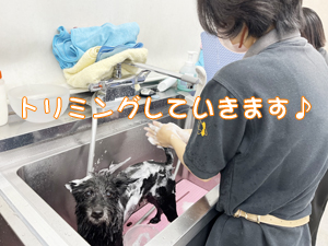 お客様の愛犬をトリミング♪